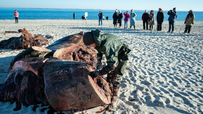 Experten hatten den Pottwal auf Sylt geborgen und zerlegt - in speziellen Kisten wurden die Proben des Wal-Kadavers auf das Festland gebracht. (Archivbild).