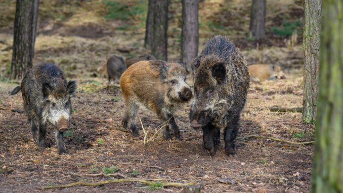 Wildschweine haben das Autobahnkreuz Lübeck für mehrere Stunden lahmgelegt.