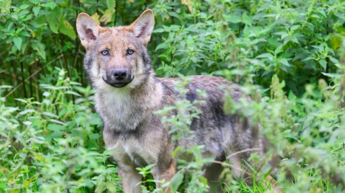 Ein junger Wolf im Wisentgehege Springe. Im Januar töteten Wölfe insgesamt fünf Schafe in Schleswig-Holstein. (Archivfoto)