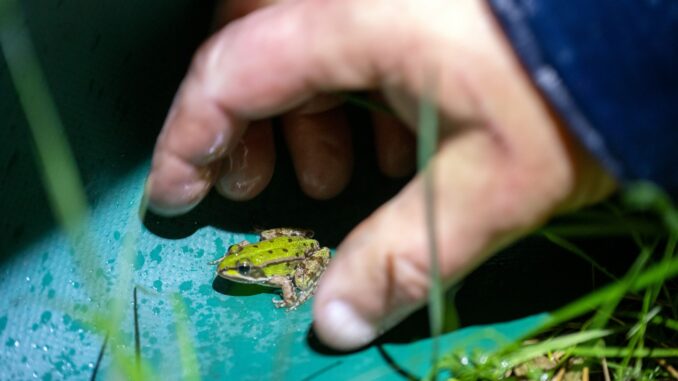 Helferinnen und Helfer bringen Amphibien wie diesen Frosch sicher über die Straßen (Archivbild).