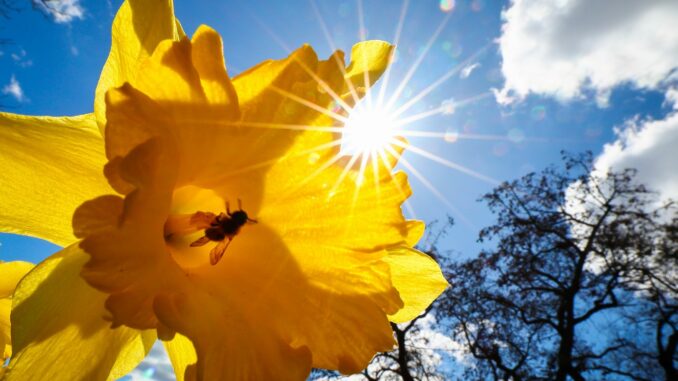 Hamburgs Imker haben in diesem Frühjahr viele Bienen wegen der Varroamilbe verloren. (Illustration)