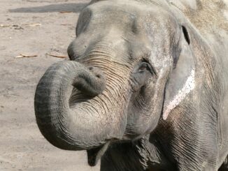 Der Hamburger Tierpark Hagenbeck trauert um seine Elefantenkuh Shandra.