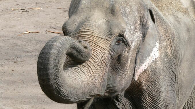 Der Hamburger Tierpark Hagenbeck trauert um seine Elefantenkuh Shandra. 