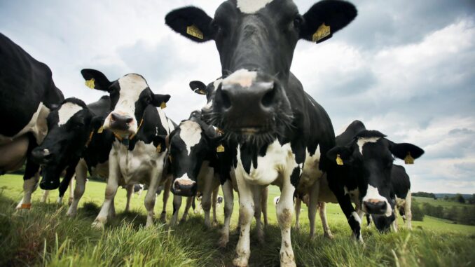 Kühe im Norden geben immer mehr Milch. (Symbolbild)