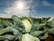 Kohl gehört zu den wichtigsten in Schleswig-Holstein angebauten Gemüsearten.