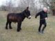 Der Züchter Serge Honorez führt Esel «Charles» über ein Feld im Tierpark Arche Warder. Charles wurde 2012 geboren.