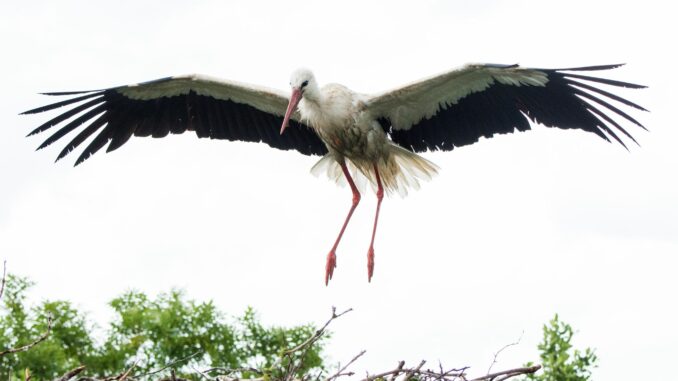 Bevor seine Partnerin Jette Hamburg erreicht, wird Storch Fiete das Nest noch herrichten. (Archivfoto)