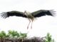 Bevor seine Partnerin Jette Hamburg erreicht, wird Storch Fiete das Nest noch herrichten. (Archivfoto)