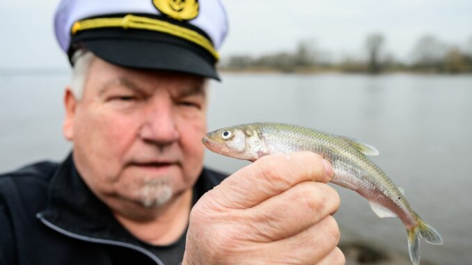 Die Stintsaison in der Elbe nimmt Fahrt auf. 